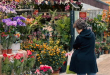 九龍三市|香港百年花市「旺角花墟」 邊界花農的城市移動路徑